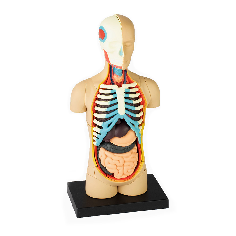 One Color 4D Master Transparent Human Anatomy Torso Model Kit 