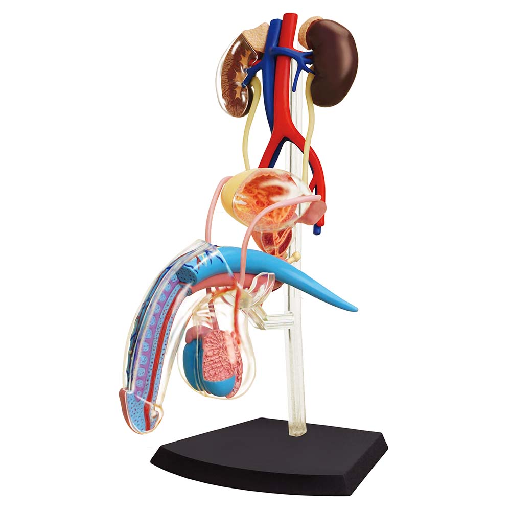 4D Male Reproductive System - TEDCO toys