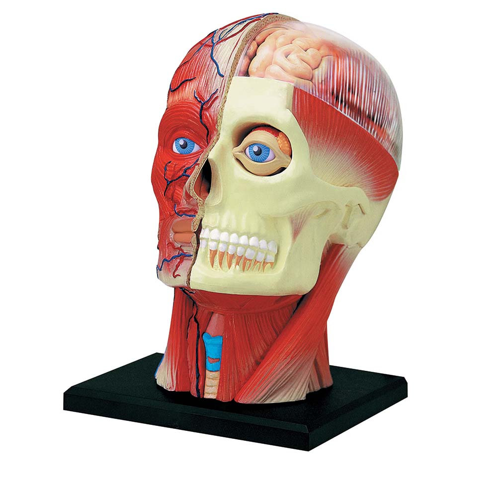 4D Master 26087 4D Anatomy Didactic Exploded Skull Model 
