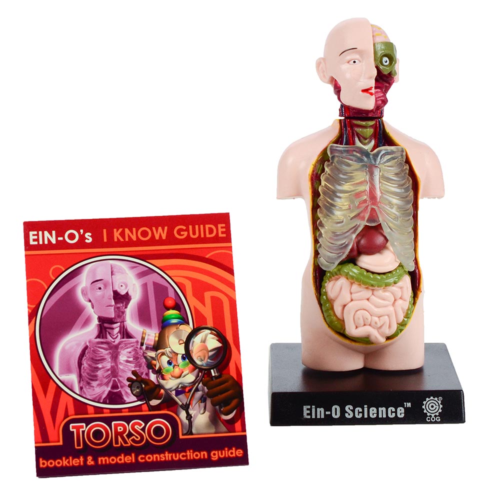 EIN-O Science Human Anatomy model Torso 