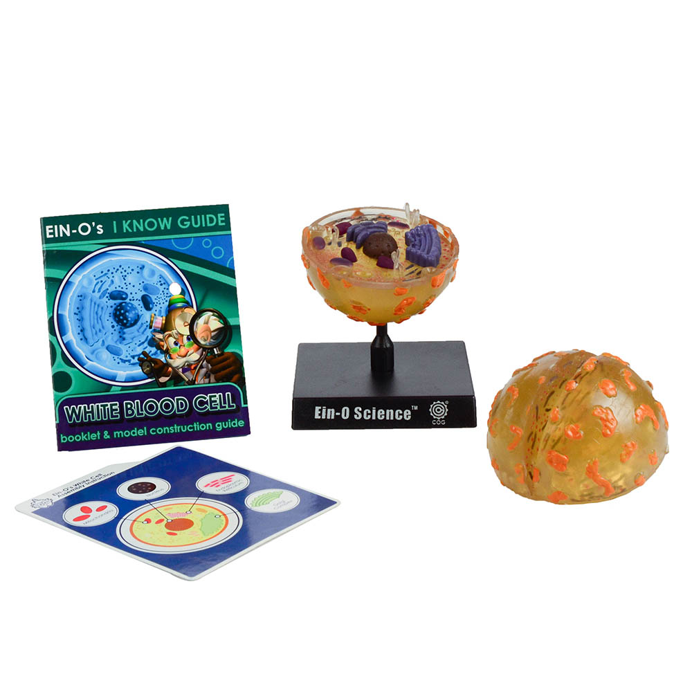 Ein-O Science BioSigns Red Blood Cell Ages 7 3D Biology Puzzle Model Kit 
