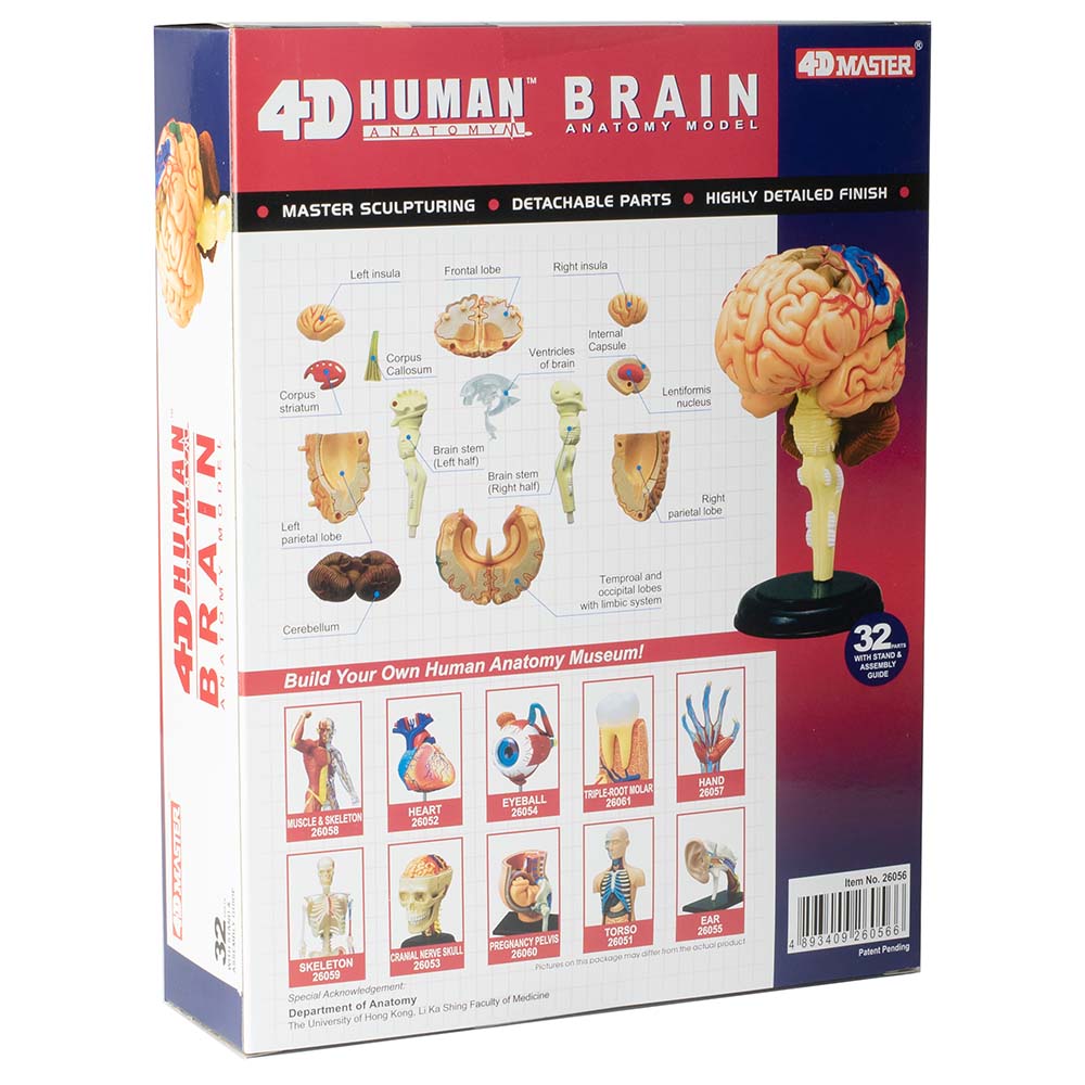 HUMAN EYEBALL ANATOMY MODEL/PUZZLE,4D  Kit #26054 TEDCO SCIENCE TOYS 