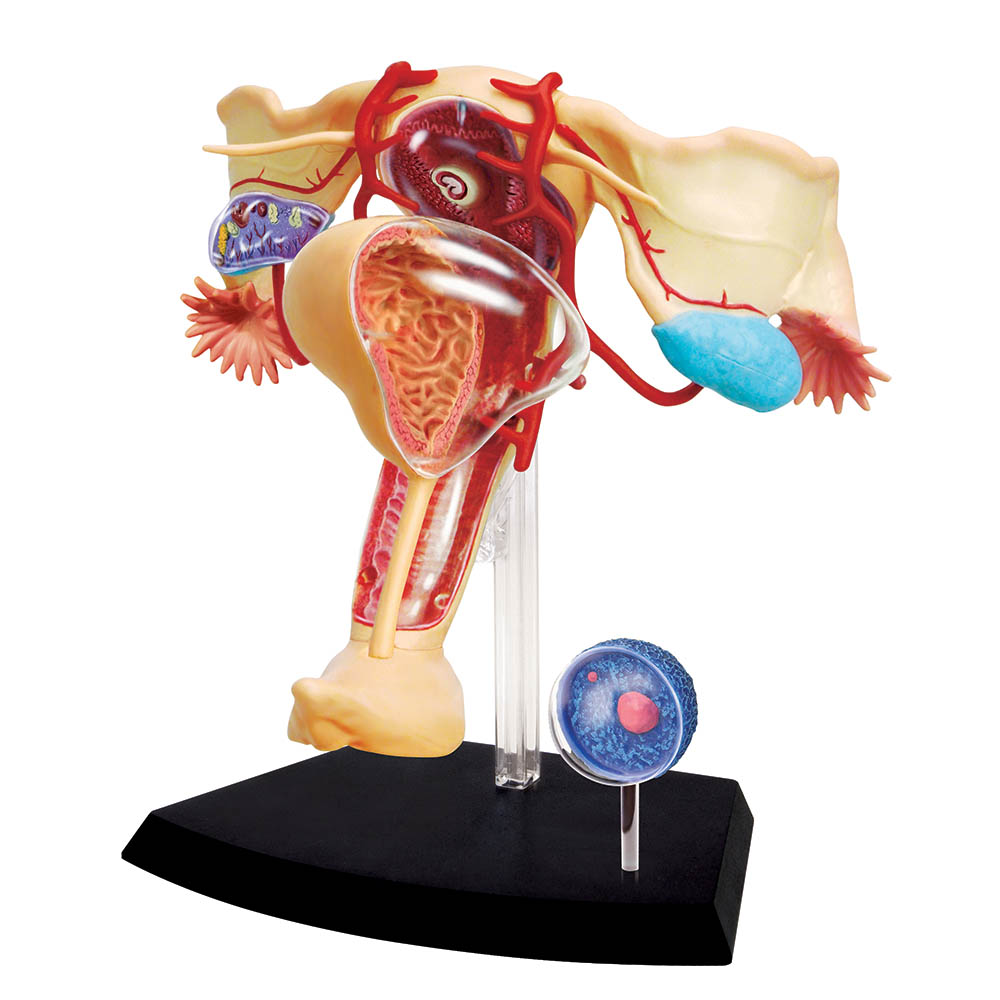 4D Human Anatomy Female Reproductive System - TEDCO toys