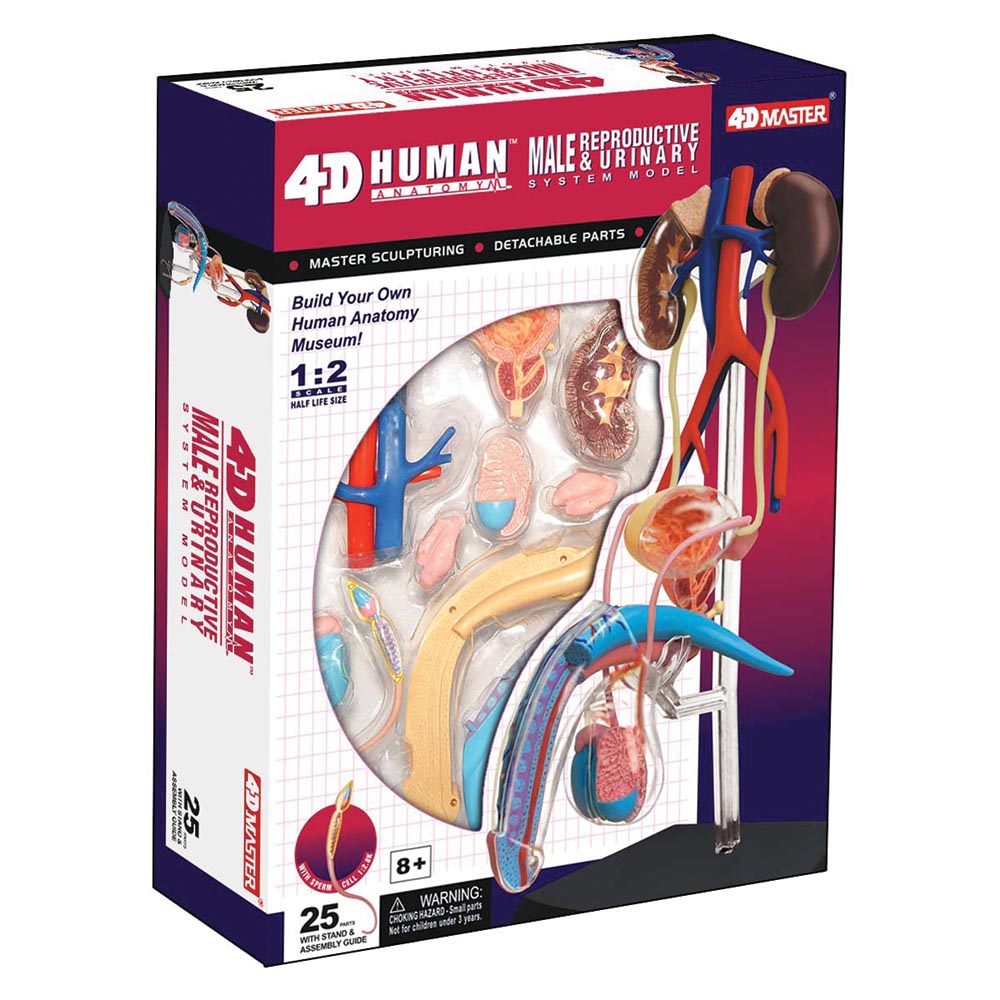 MALE Reproductive  System  HUMAN ANATOMY MODEL,4D Kit #26063 TEDCO TOYS 