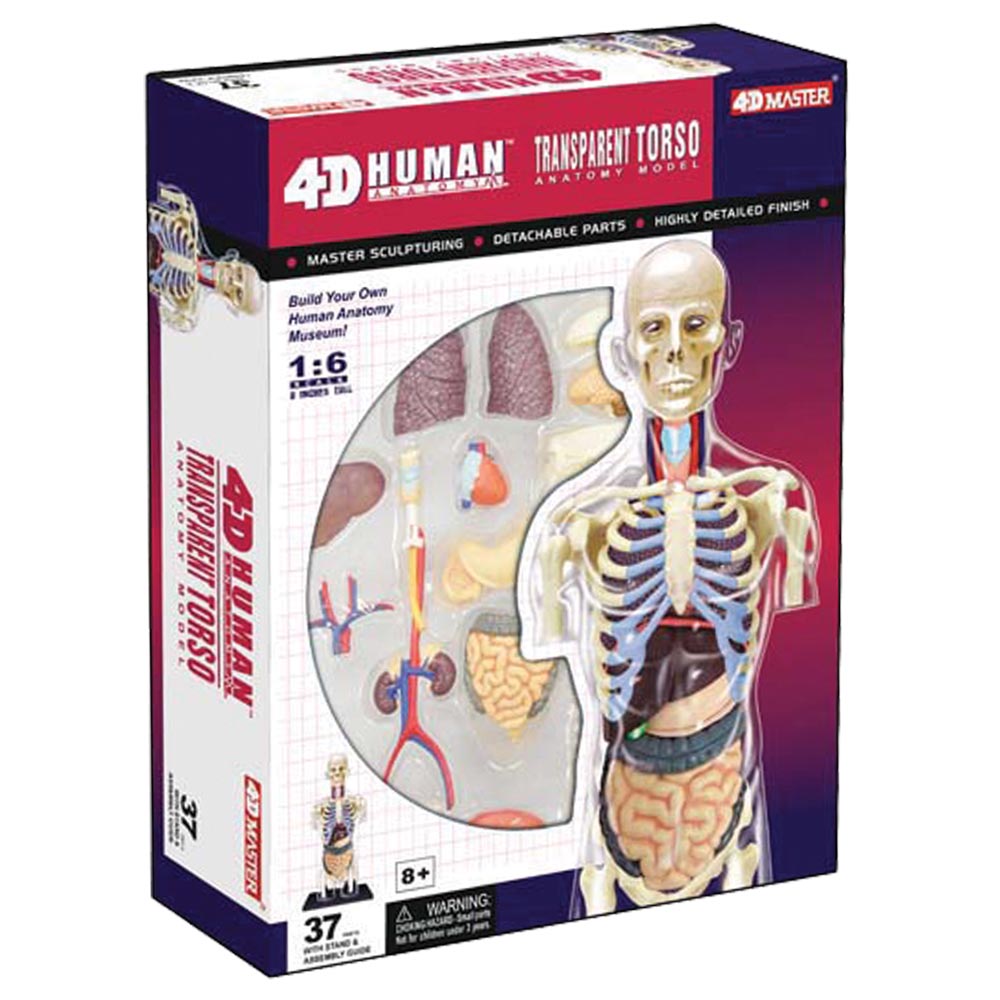 4D Set #26068 tedco toys Transparent Torso Mensch Anatomie Modell 