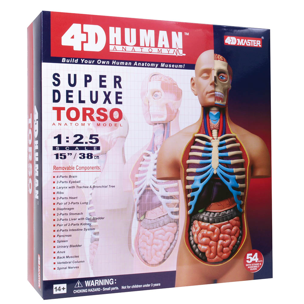 Hand Model Tedco Human Anatomy 