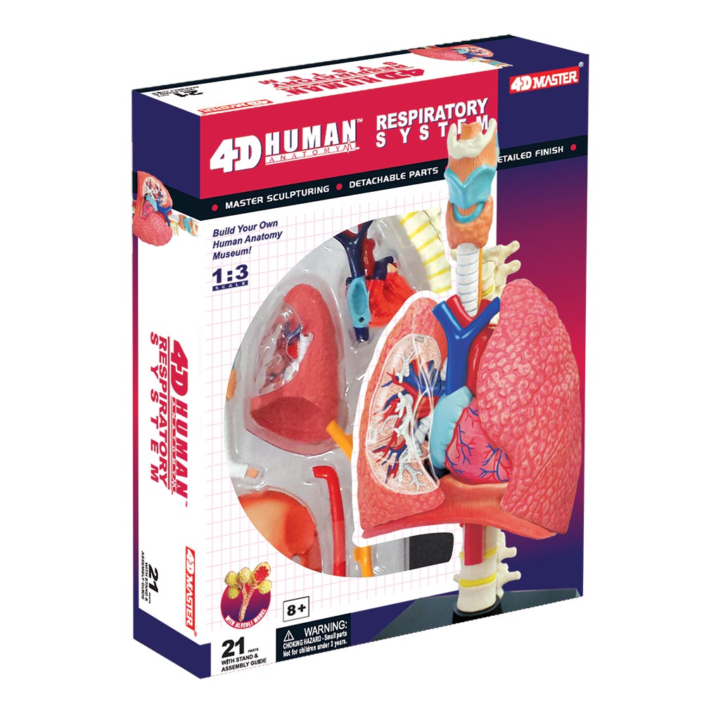 Human EAR ANATOMY MODEL/PUZZLE,4D  Kit #26055  TEDCO SCIENCE TOYS 