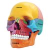 26087-didactic-skull-main-menu