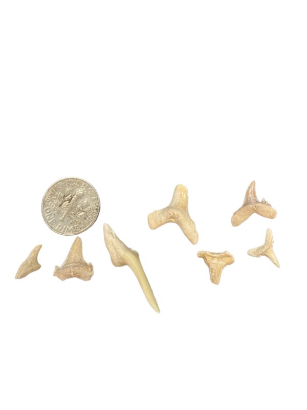 example of the shark teeth found in Shark tooth mini dig